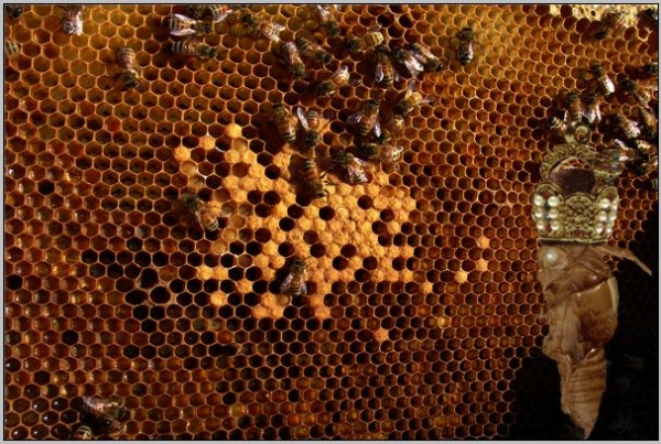 Creation of Queen of The Hive: Step 5